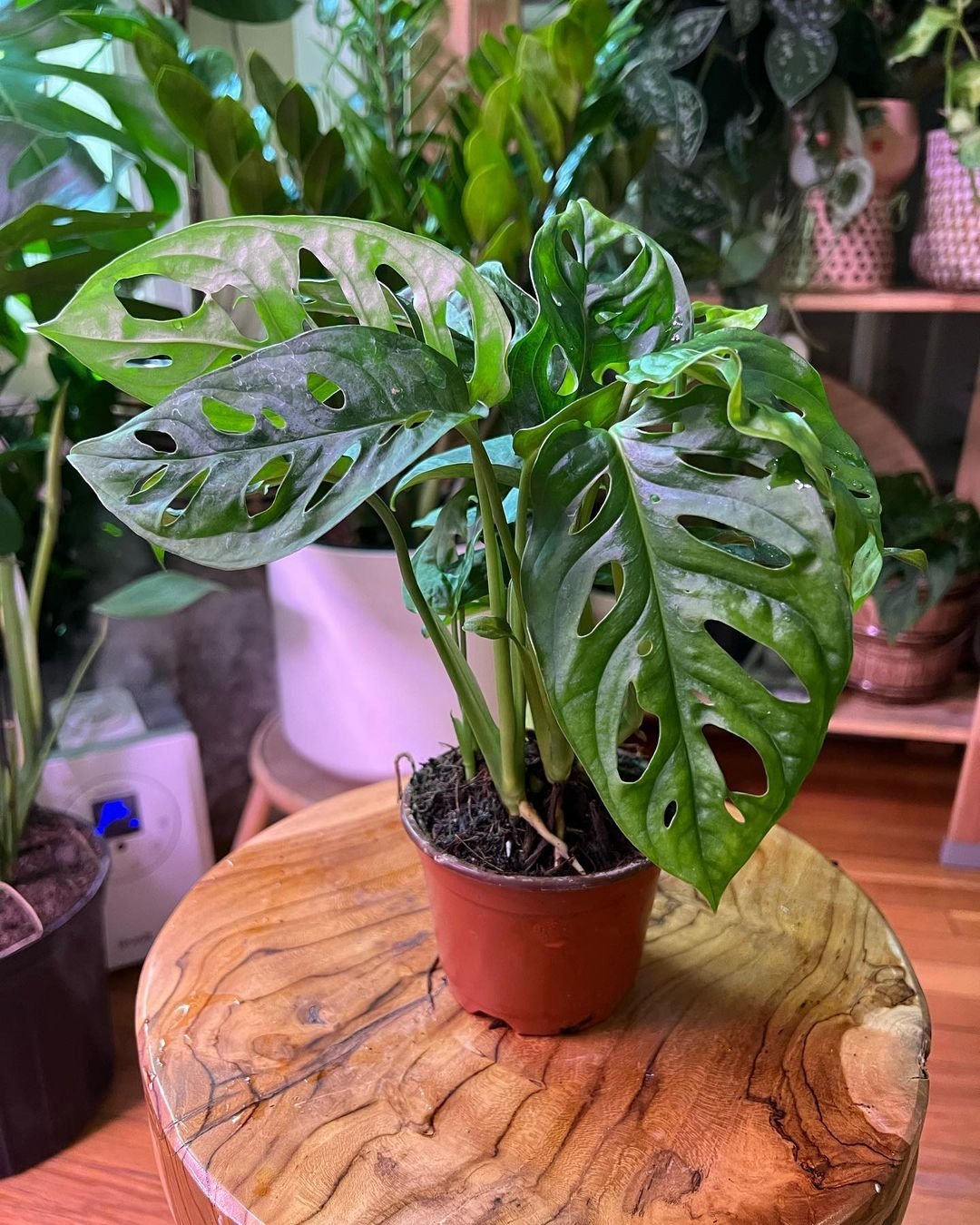 Gardening Swiss-Cheese-Plant Mastering the Art of Monstera Care: A Guide to the Trendy Swiss Cheese Plant