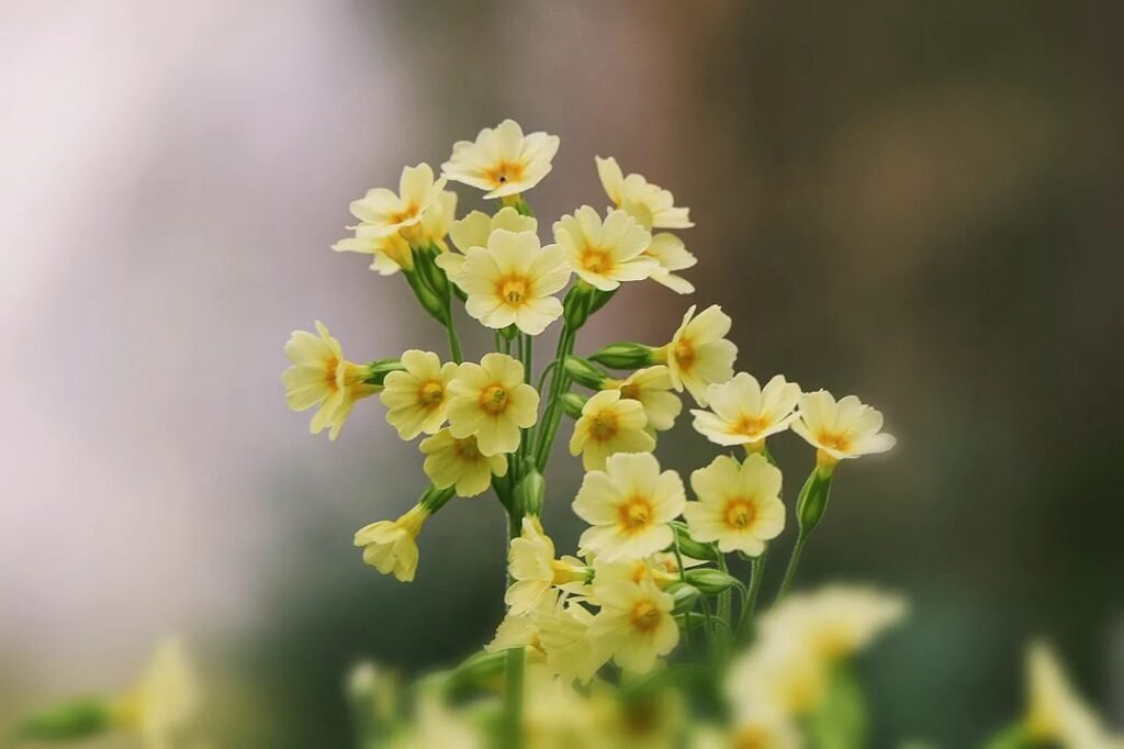 Gardening Symbolic-Meanings-and-Cultural-Significance-1-1024x682 Oxlip : A Delightful Primrose With a Rich History