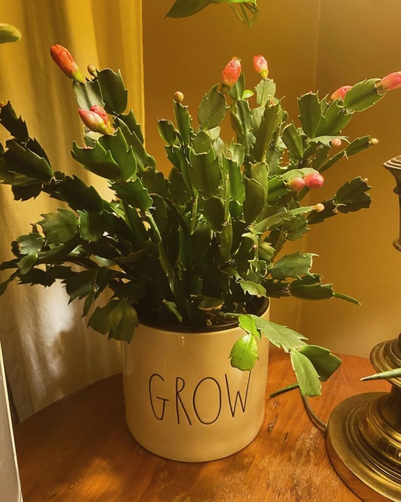Temperature-Changes-819x1024 How To Make A Christmas Cactus Bloom, According To An Expert