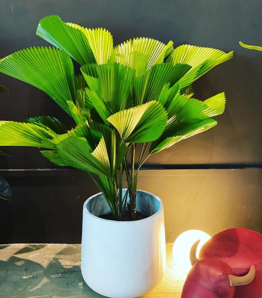 Gardening Temperature-and-Humidity0-899x1024 How to Care for Licuala Grandis (Ruffled Fan Palm)