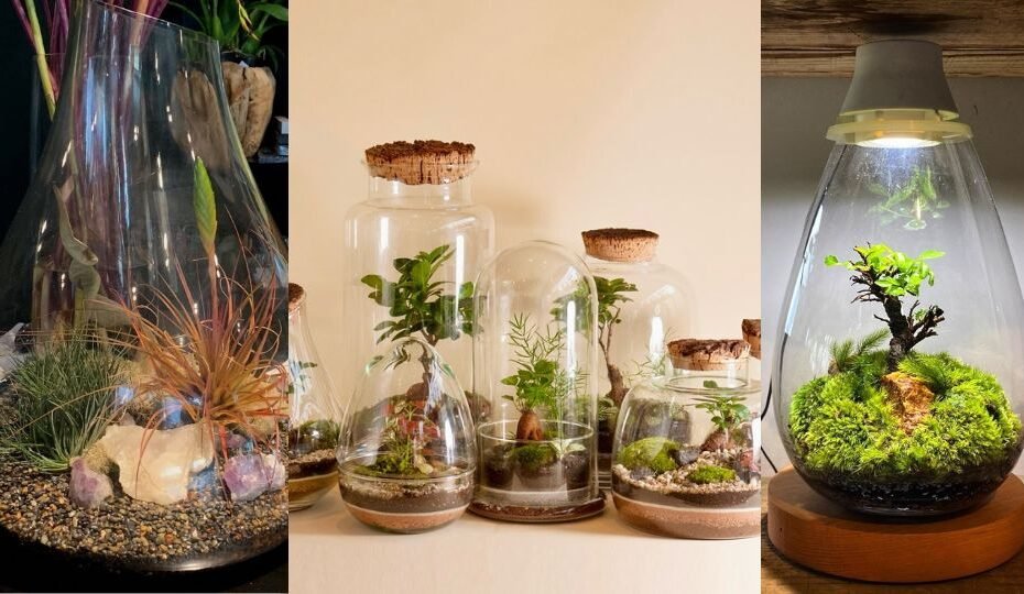 Terrarium Plants