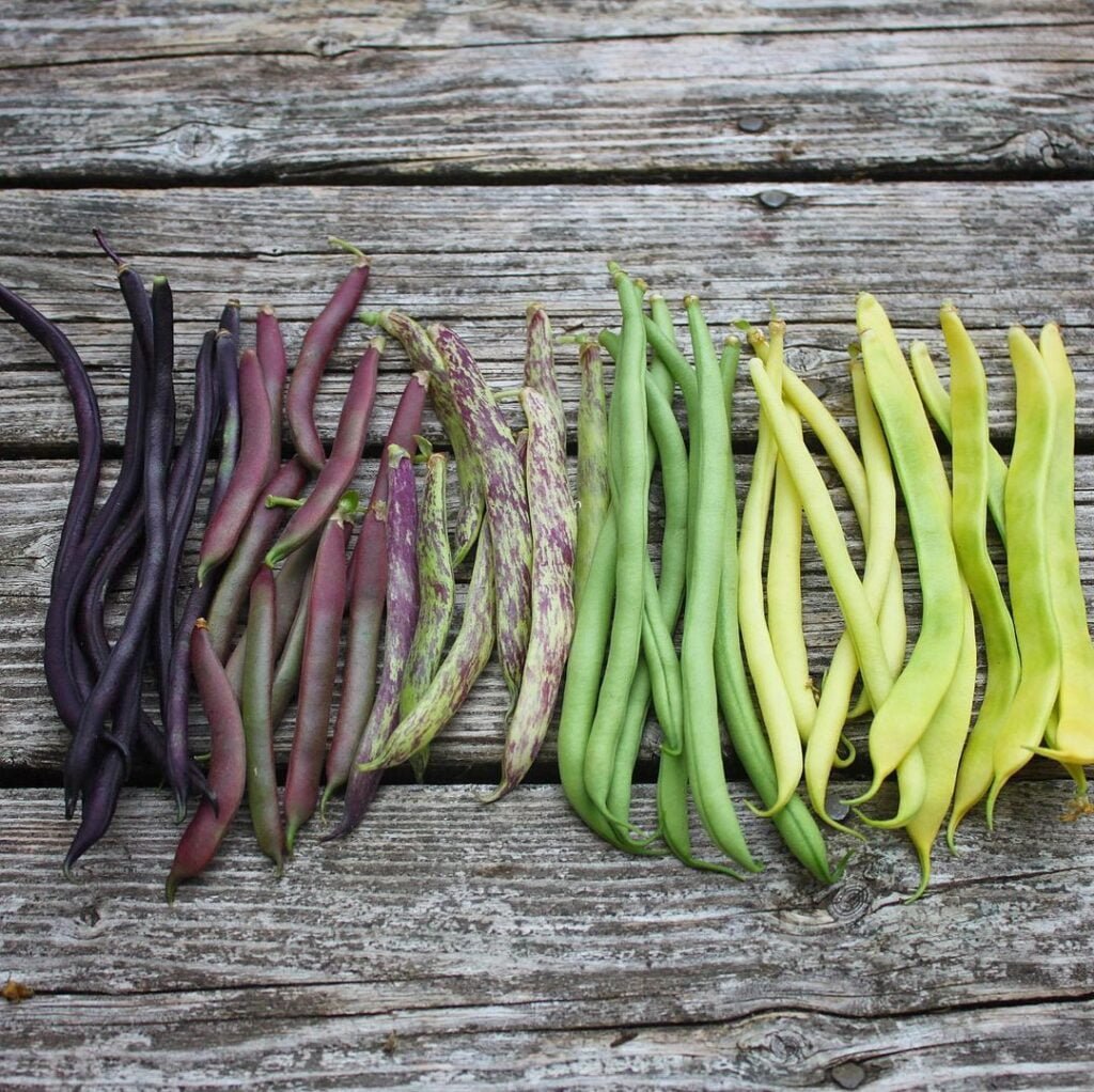  The Best Types of Garden Beans to Grow in the South