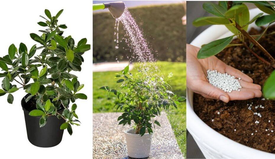 The Complete Ficus Care 'Green Island' Guide: Growing this Beautiful Indoor Tree