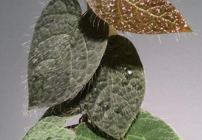 The Complete Ficus Villosa Care Guide: Growing This Unique Woolly Fig