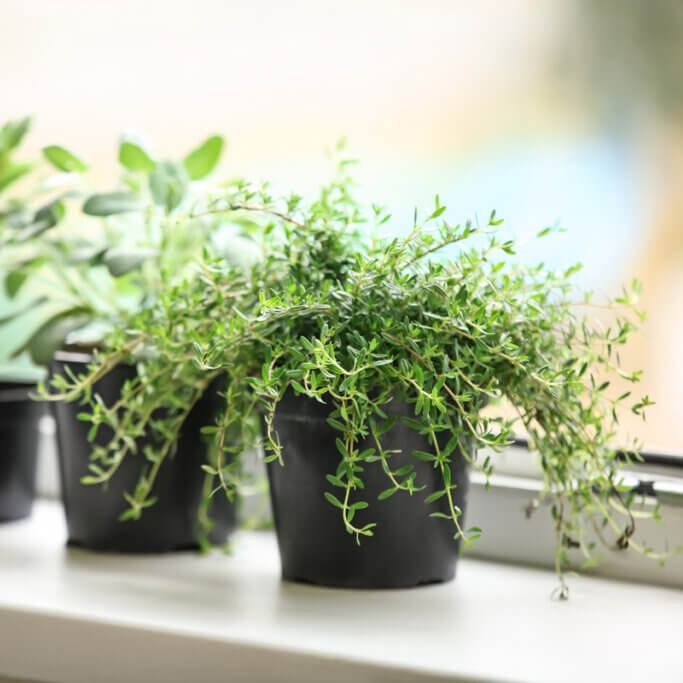 Gardening Thyme-k 15 Of The Best Plants To Grow In Your Kitchen