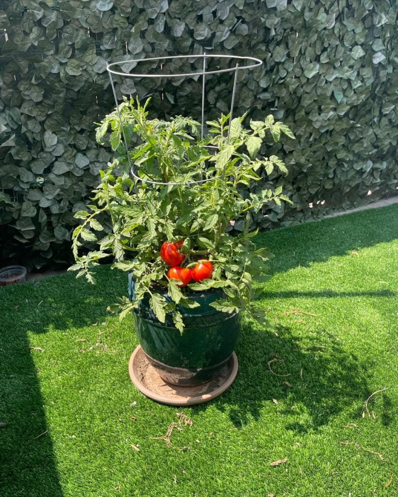 Gardening Tomatoes-For-Container-Gardening-820x1024 The 7 Best Vegetables For Container Gardening