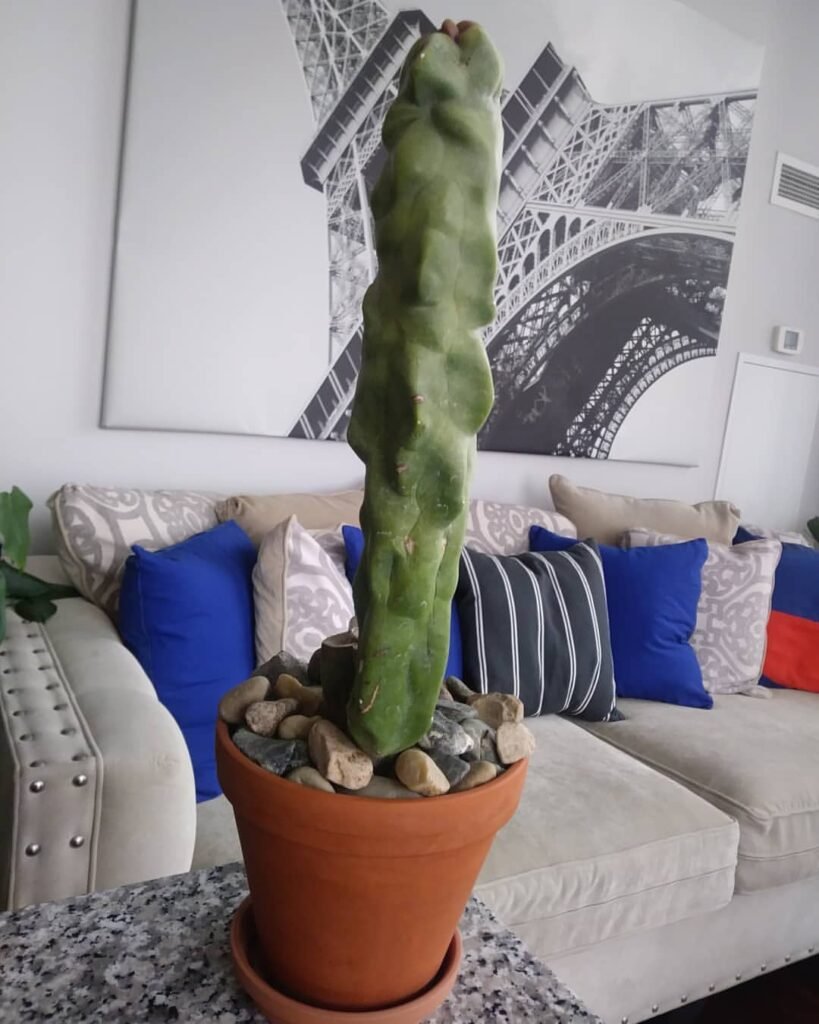 Totem-Pole-Cactus-Lophocereus-schottii-819x1024 31 Stunning Cactus Varieties to Liven Up Your Home