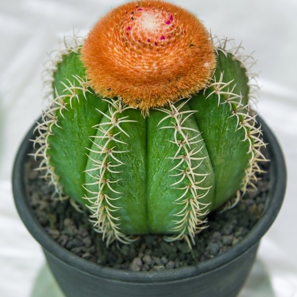 Turks-Cap-Cactus-Melocactusm 31 Stunning Cactus Varieties to Liven Up Your Home