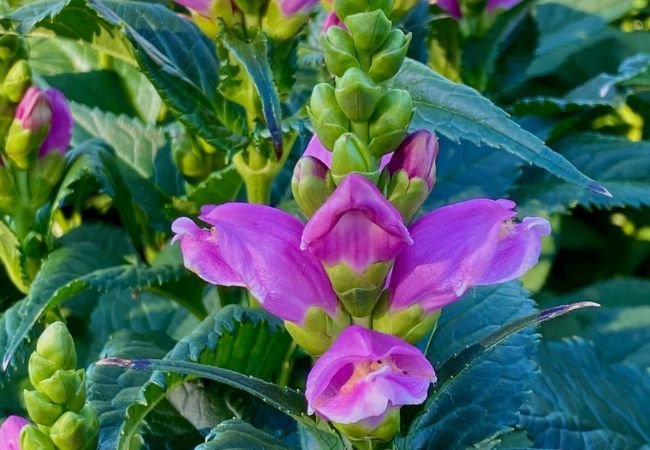 Turtlehead Plant