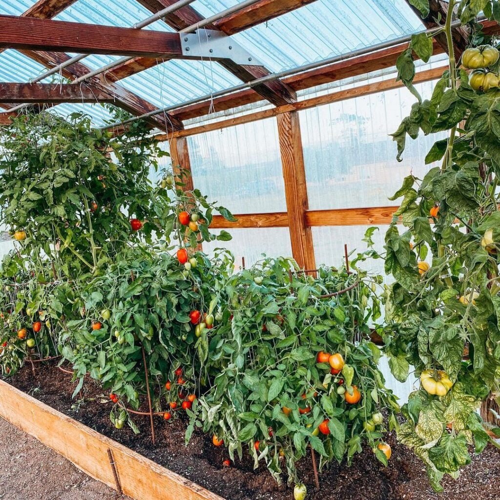 Gardening Types-of-Tomato-Plants-1024x1024 How to Prune Tomato Plants
