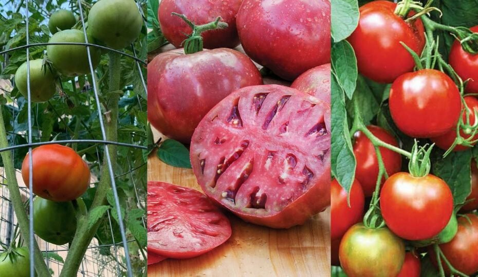 Types of Tomatoes