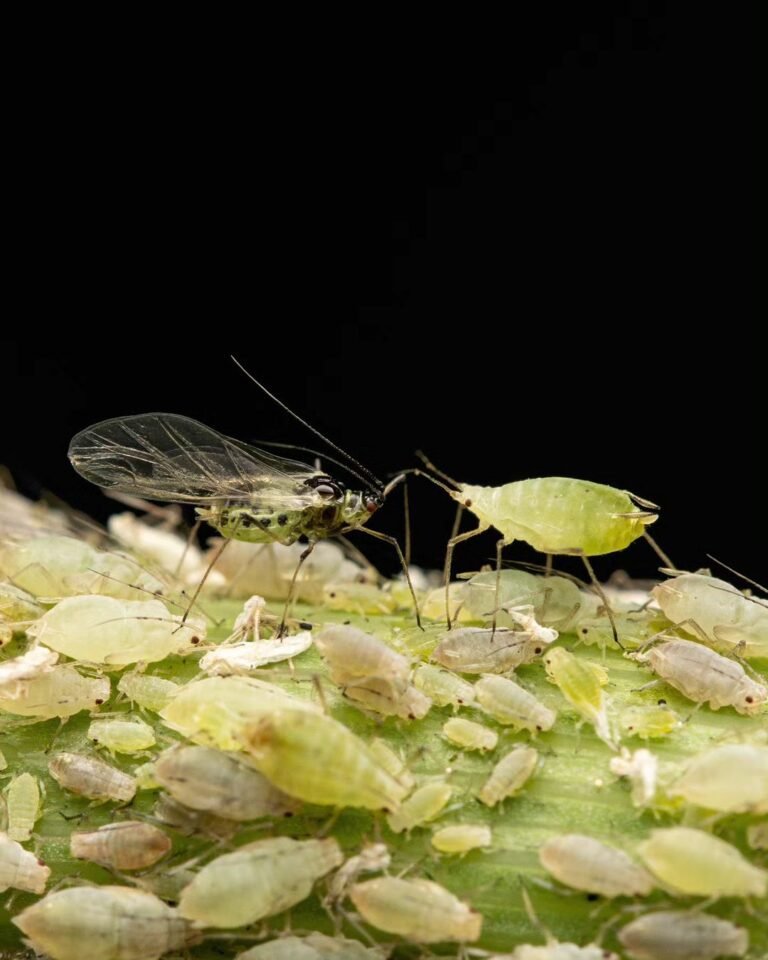 The Complete Guide To Aphid Control: Effective Ways To Get Rid Of 