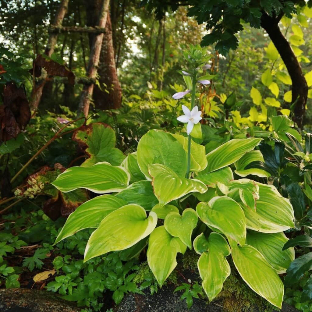 Which Hostas Can Grow in the Sun? Gardeners Schools