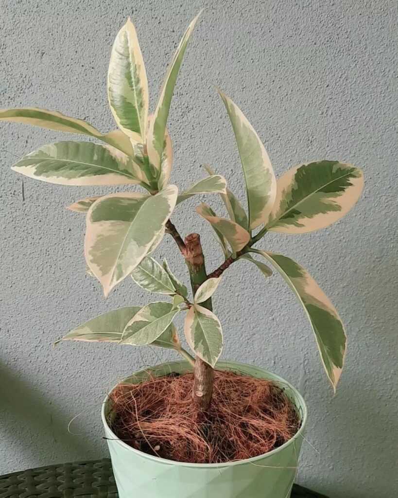 Understanding-the-Ficus-Tineke-819x1024 Ficus Tineke Growing Guide