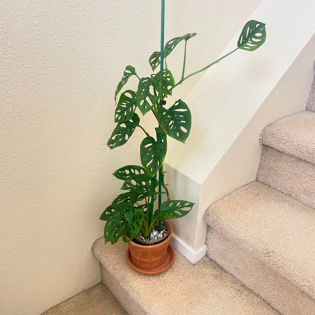 Gardening Understanding-the-Monstera-Deliciosa1 Mastering the Art of Monstera Care: A Guide to the Trendy Swiss Cheese Plant