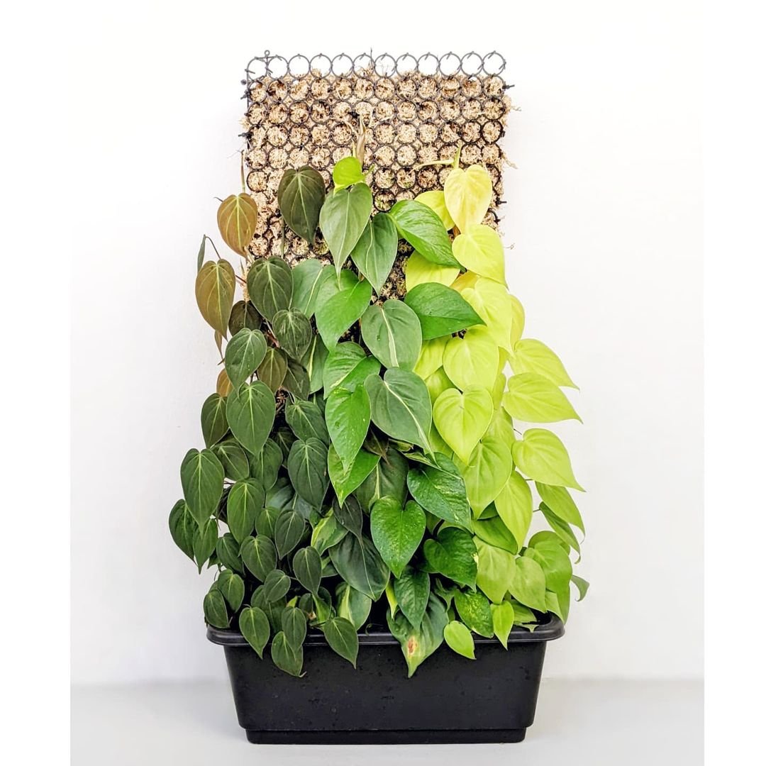 Gardening Unlocking-the-Beauty-of-This-Captivating-Houseplant Philodendron Micans Care Guide