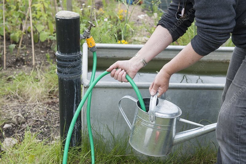 Use-a-Watering-Can-or-Hose The Ultimate Guide to Watering Outdoor Potted Plants Perfectly