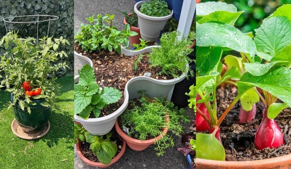 Vegetables For Container