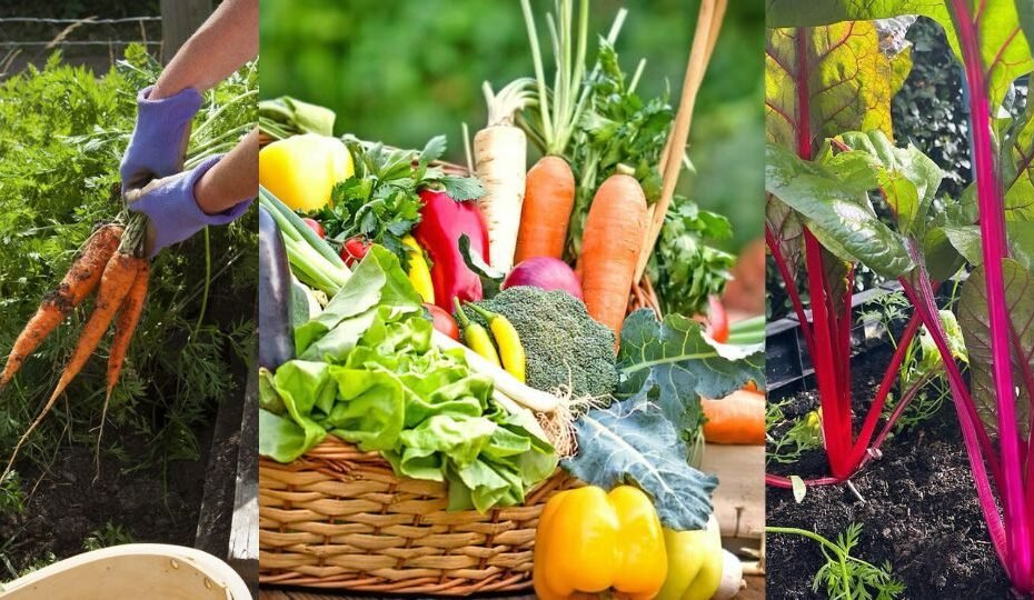 Vegetables to Plant in Winter