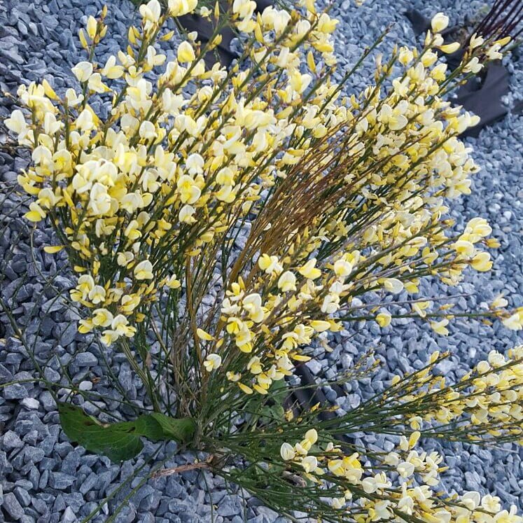 Gardening Warminster-Broom How to Grow and Care for Broom Plants
