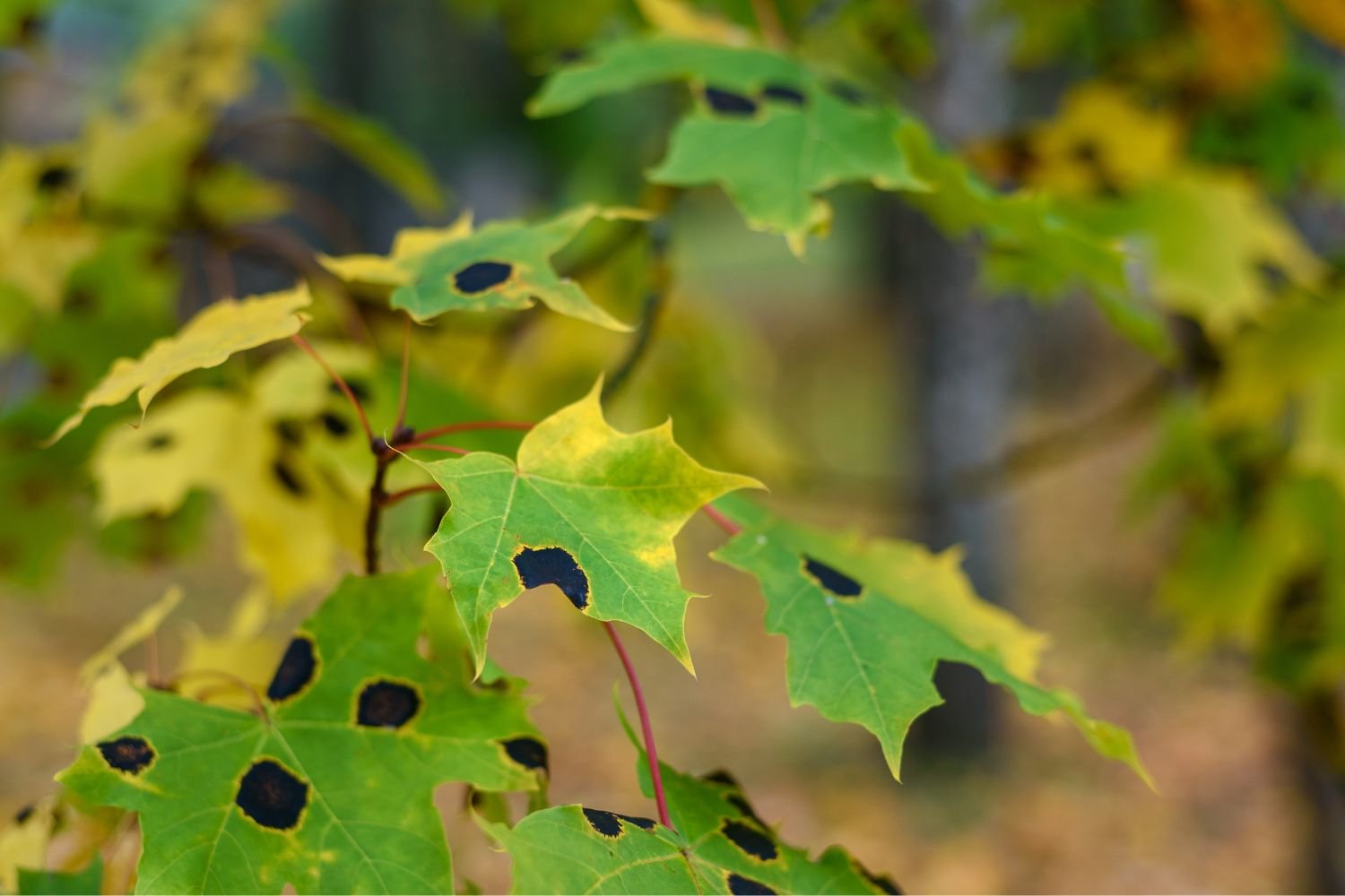 Watch-for-Pests-and-Diseases1 How to Grow and Care for a Tulip Tree (Step-by-Step Guide)