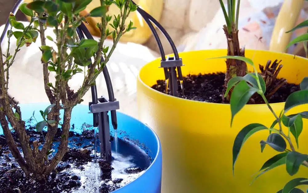 Water-Deeply The Ultimate Guide to Watering Outdoor Potted Plants Perfectly