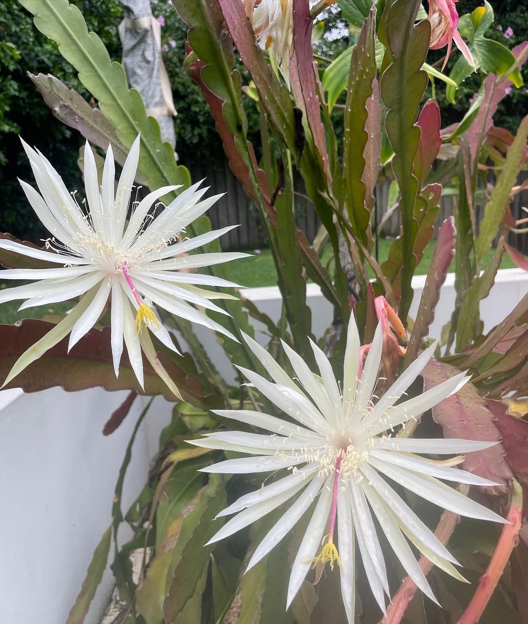 Gardening Water-and-Humidity-1 Complete Guide to Growing Queen of the Night Flower