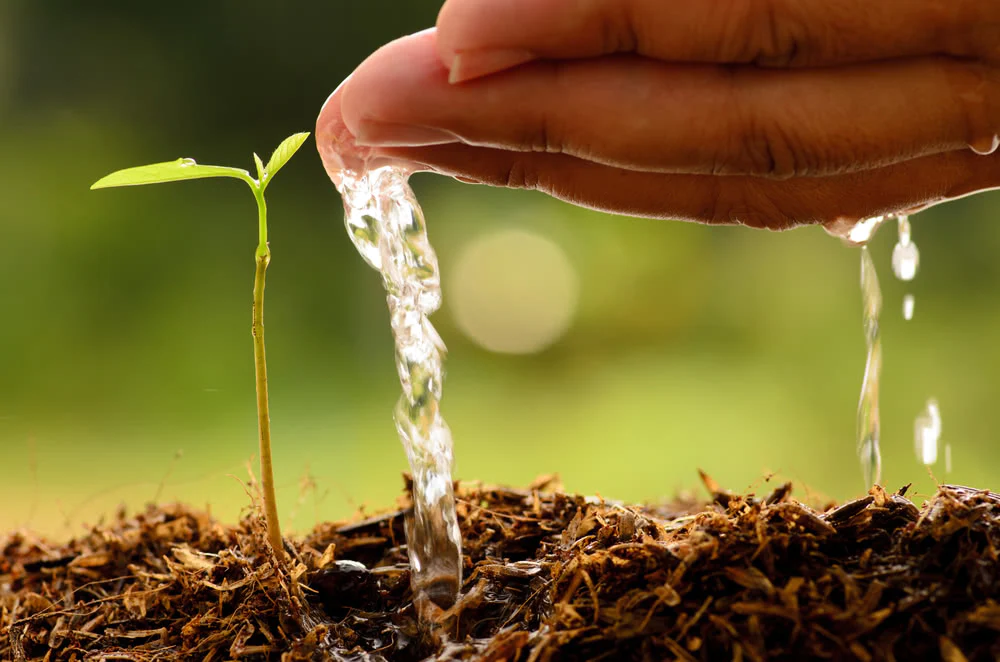 Gardening Watering-1 How to Grow and Care for French Hydrangeas