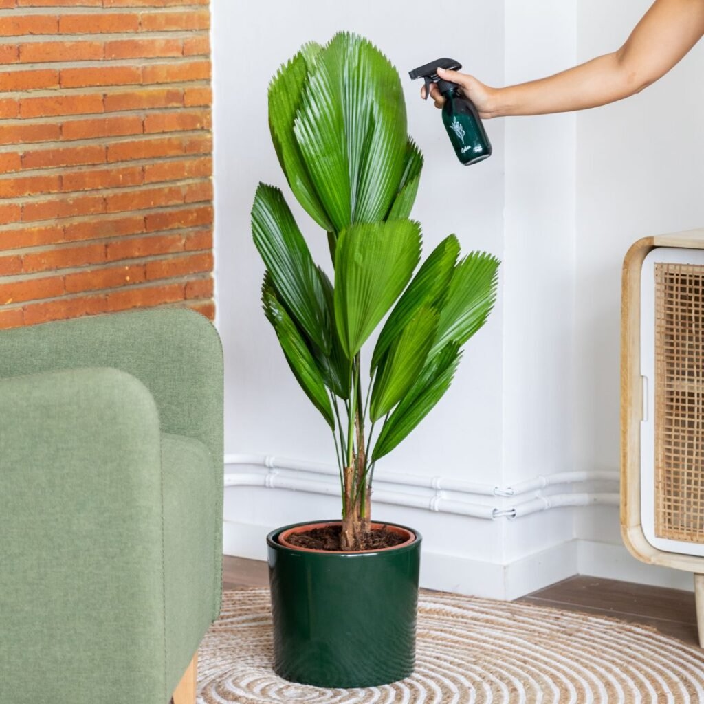 Gardening Watering-1024x1024 How to Care for Licuala Grandis (Ruffled Fan Palm)
