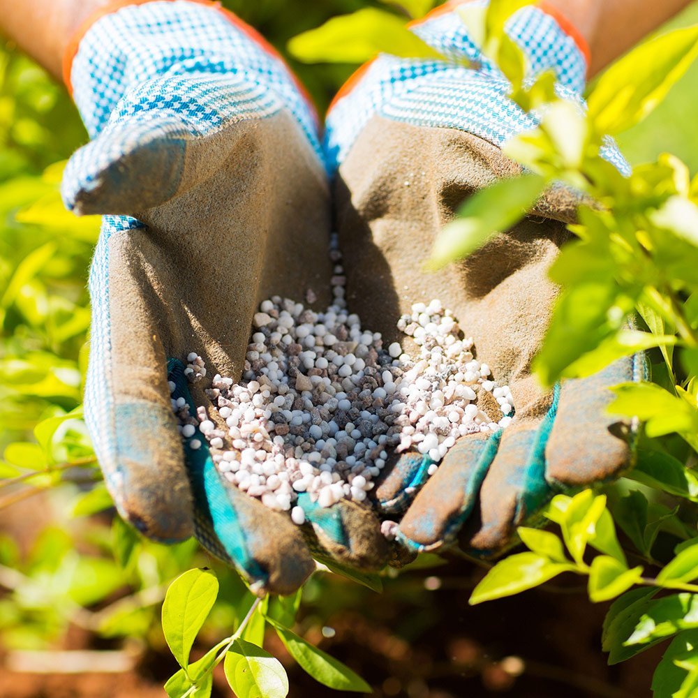 Gardening How to Grow and Care for Broom Plants