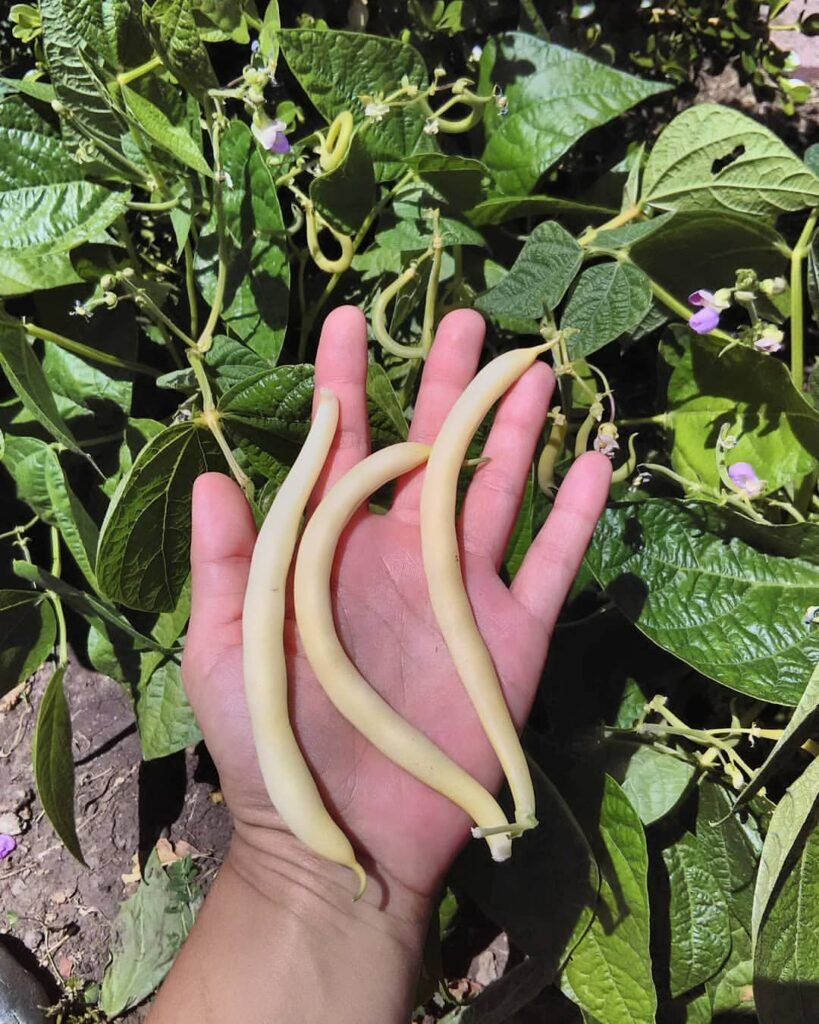  The Best Types of Garden Beans to Grow in the South
