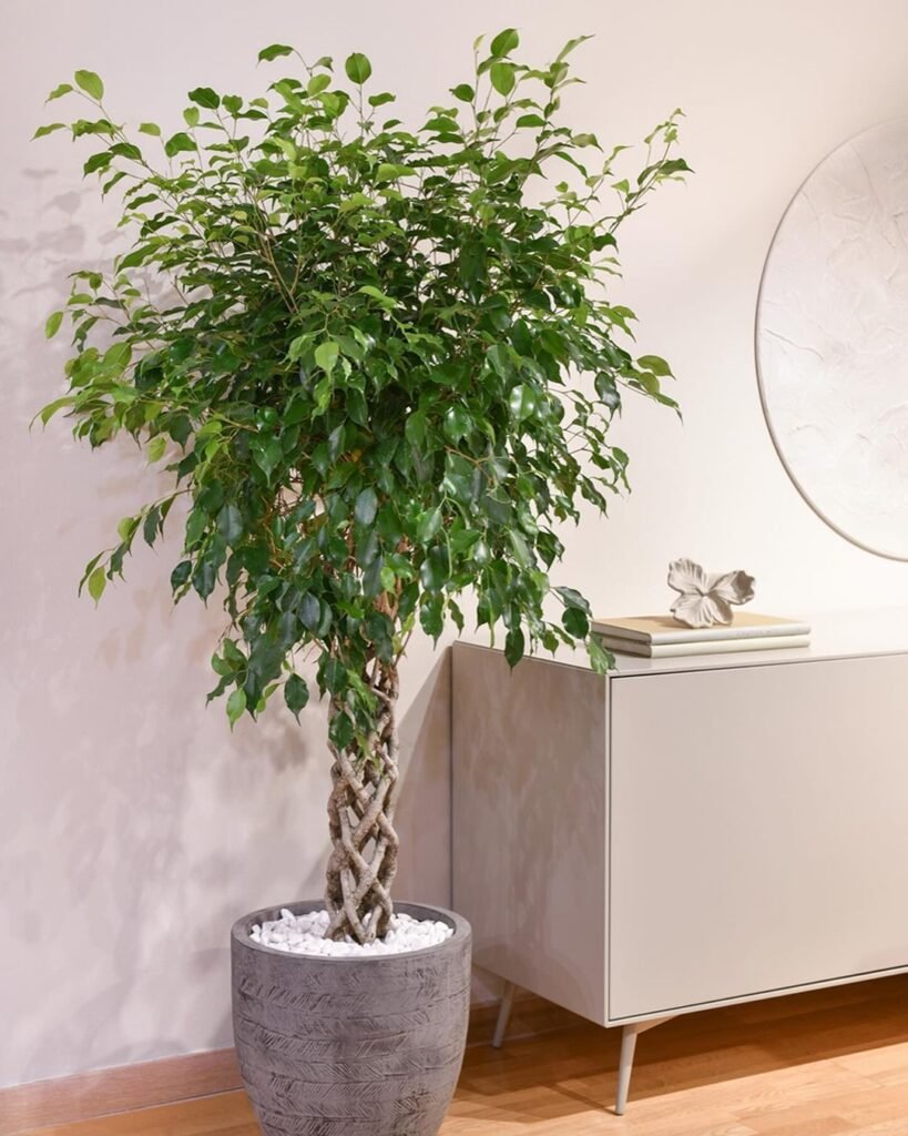 Gardening Weeping-Fig-819x1024 The 18 Best Plants For Bedrooms