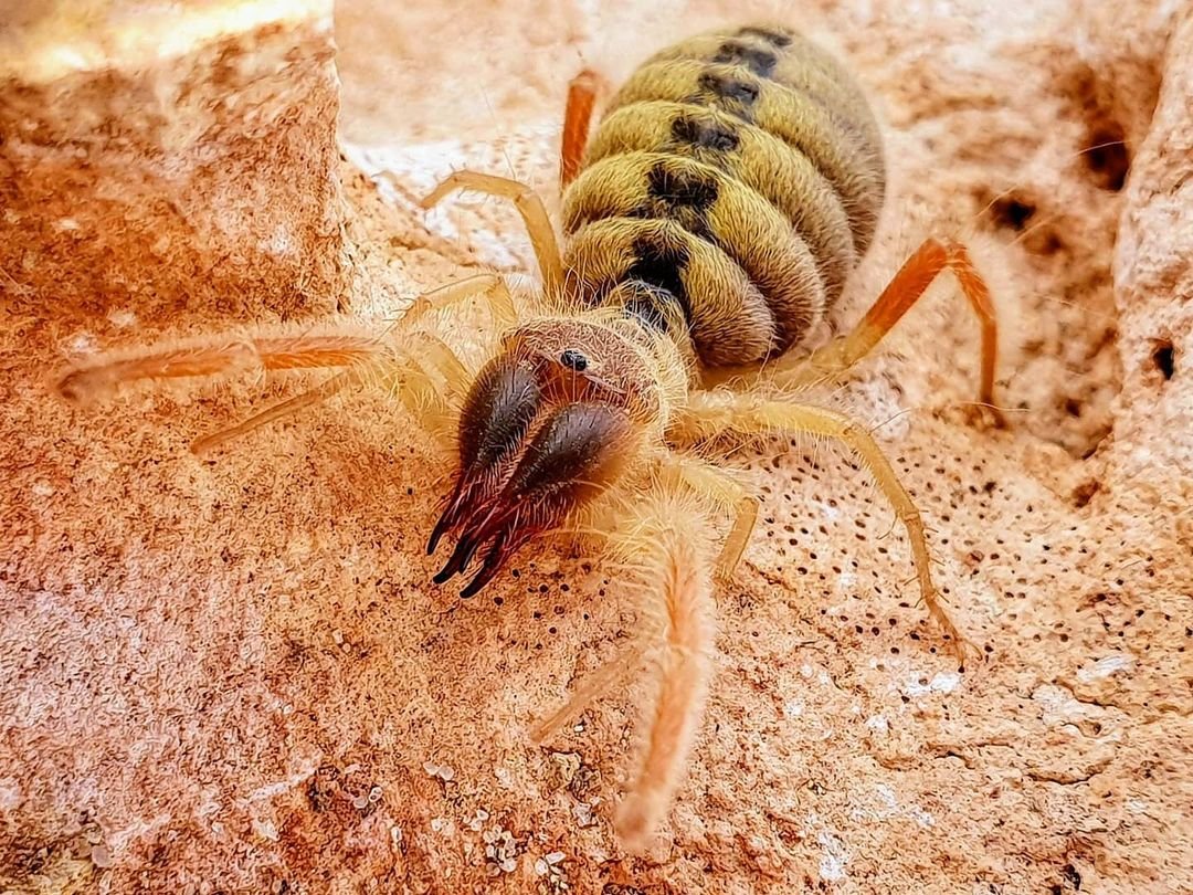 Camel Spiders (Solifugids) : Facts, Myths, and Tips for Dealing with ...