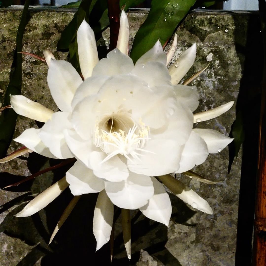 Gardening What-is-Queen-of-the-Night-1 Complete Guide to Growing Queen of the Night Flower