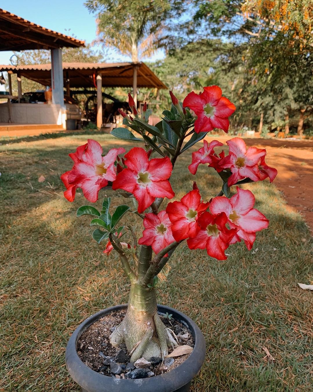 Growing And Caring For The Beautiful Desert Rose Plant - Gardener's School