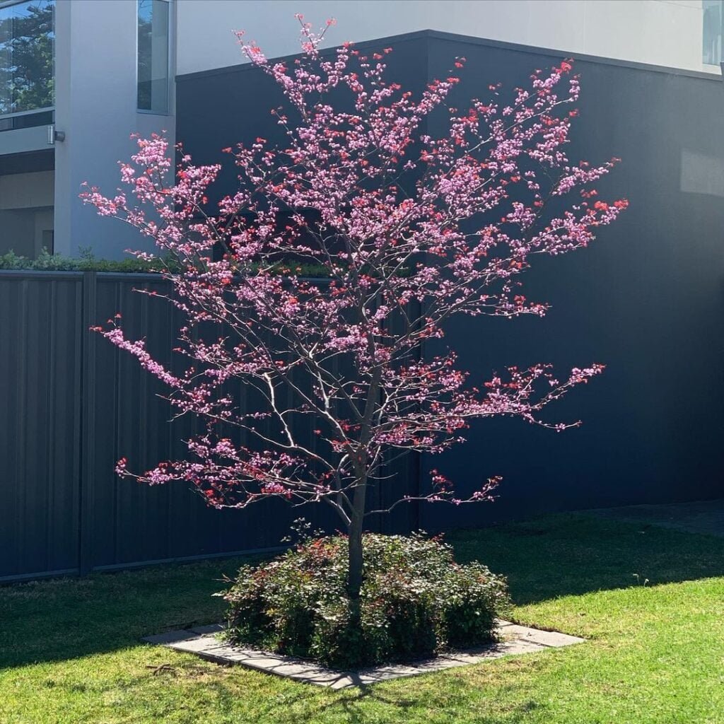 How to Grow and Care for Forest Pansy Redbud Trees