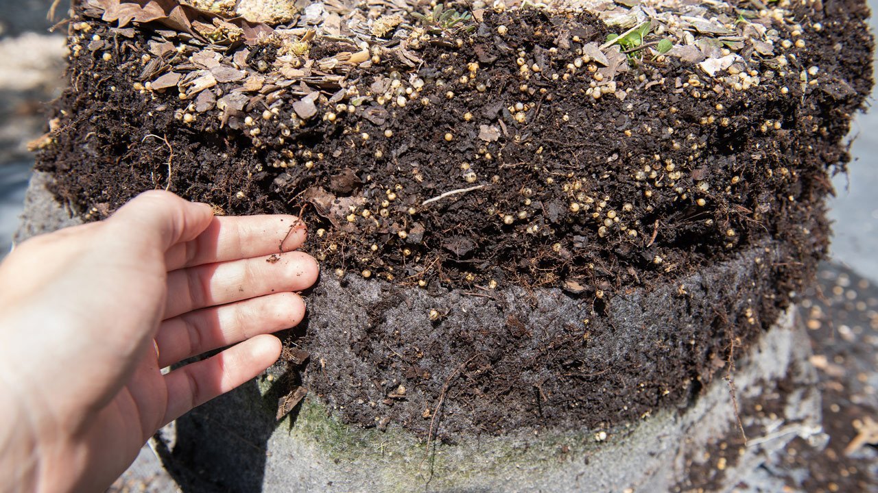 Gardening White-Oak-Trees-Fertilization Complete Guide to Growing Queen of the Night Flower