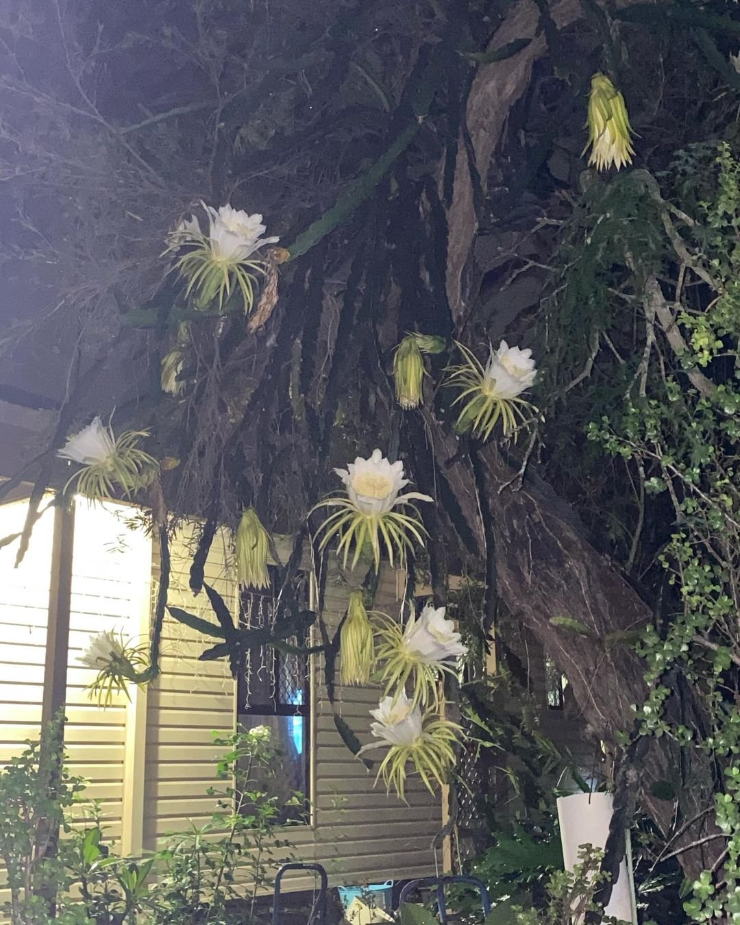Gardening Why-Grow-Queen-of-the-Night-1 Complete Guide to Growing Queen of the Night Flower