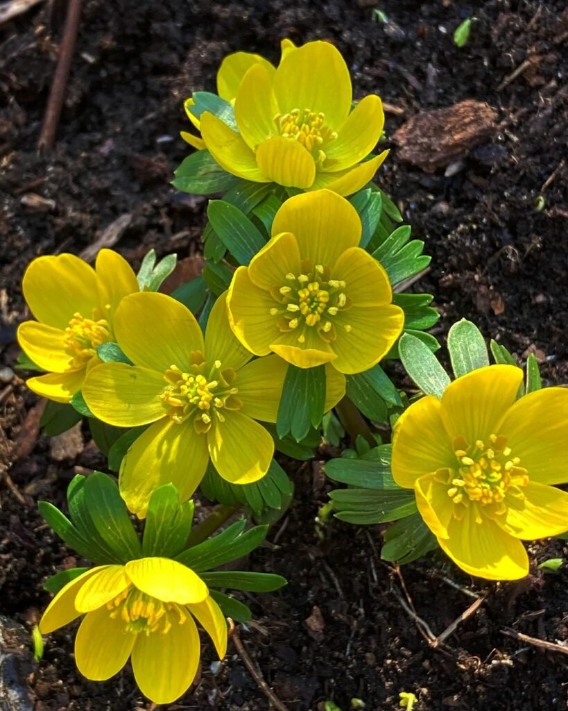 Winter-Aconites-819x1024 14 Bulbs To Plant This Fall For Beautiful Blooms Next Spring