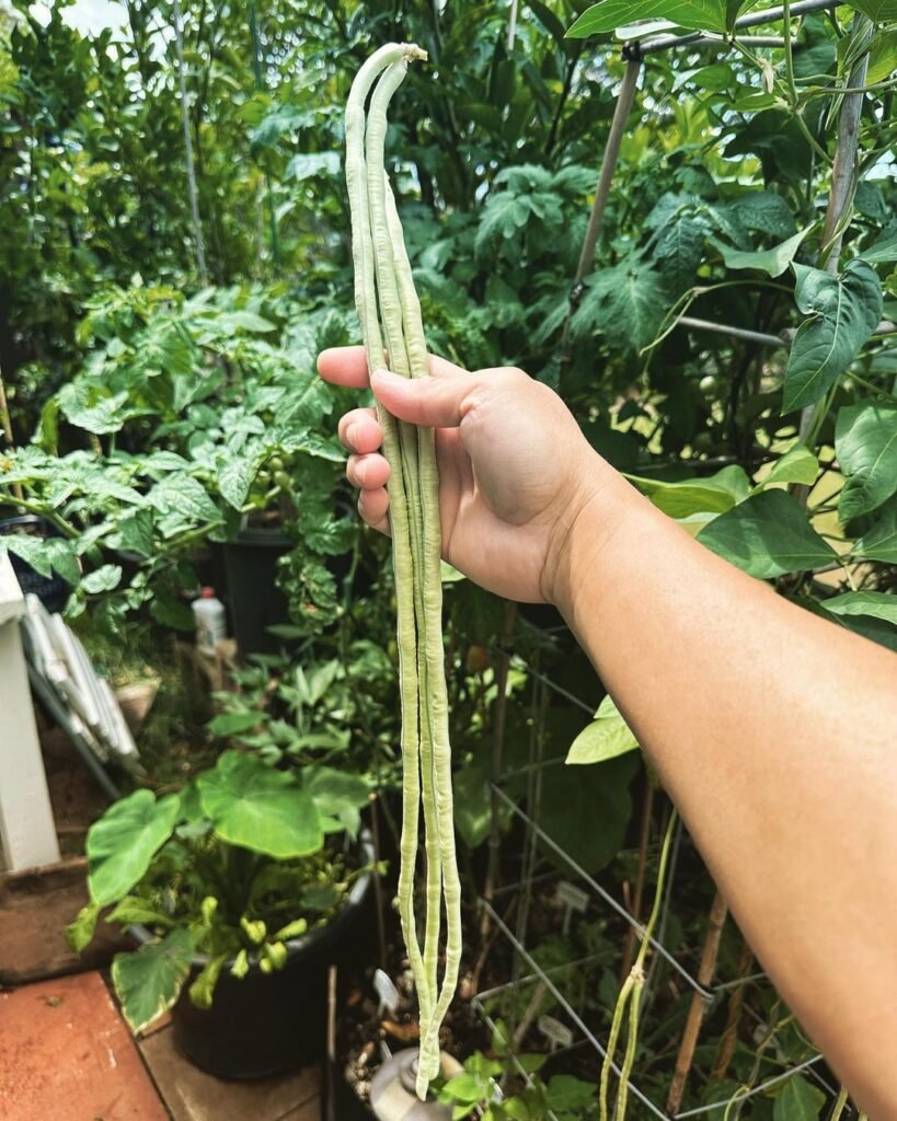 Yard-Long-Beans-819x1024 The Best Types of Garden Beans to Grow in the South