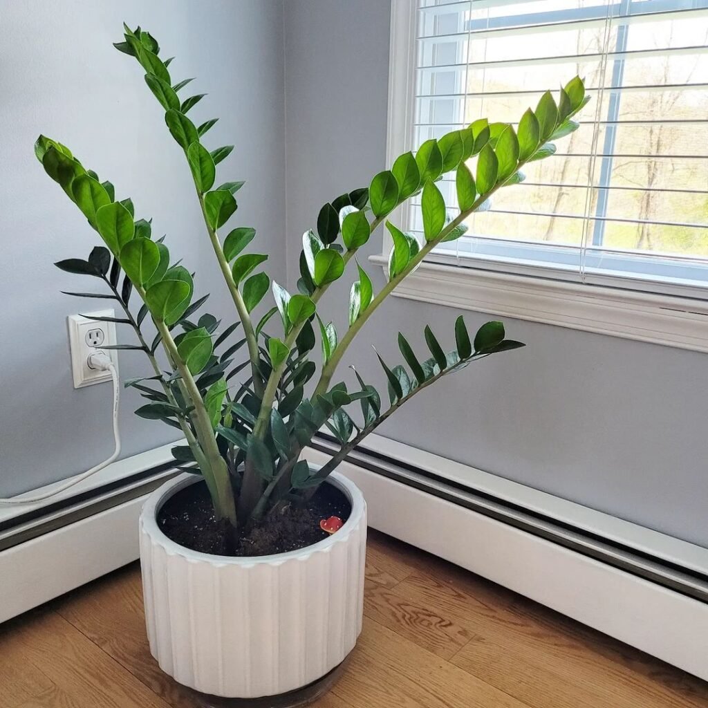 Gardening ZZ-Plant-1024x1024 The 18 Best Plants For Bedrooms