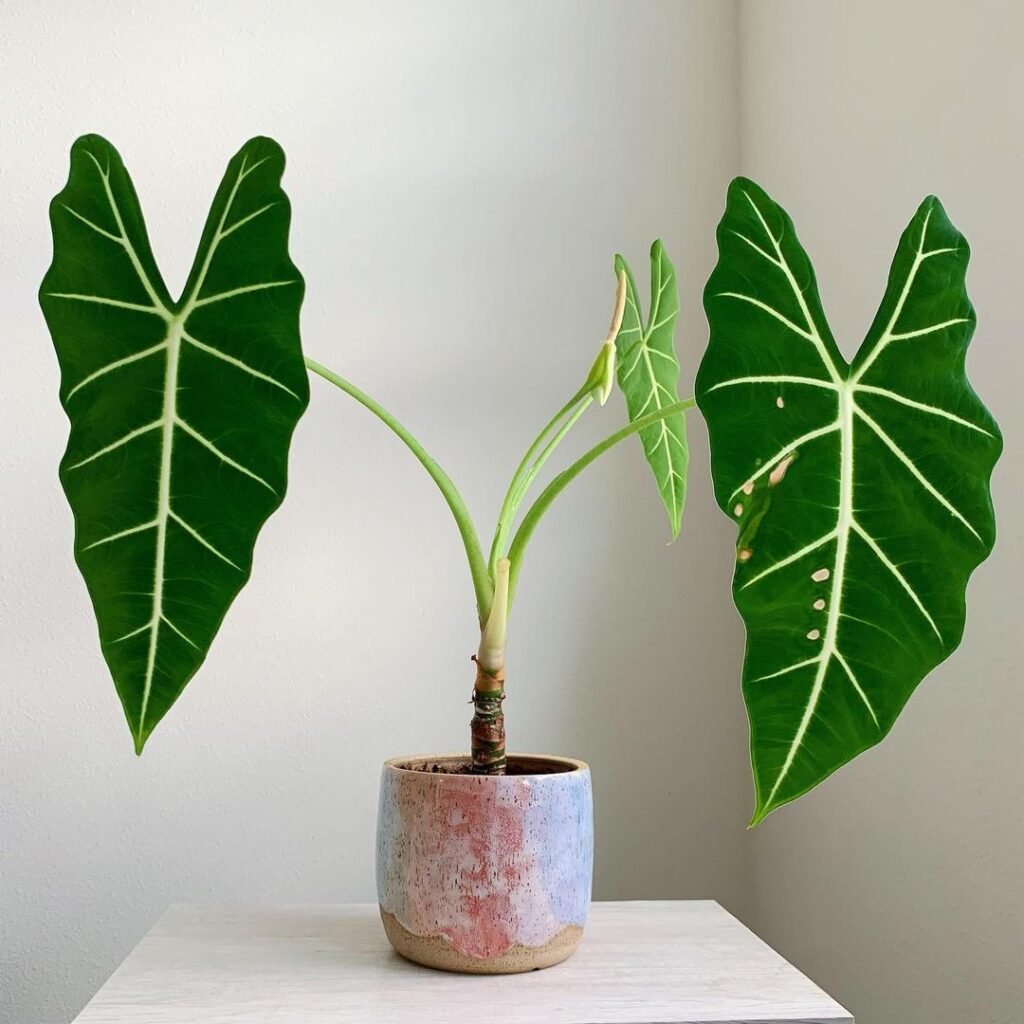Gardening alocasia-frydek-1-1024x1024 How to Grow and Care for Alocasia Frydek