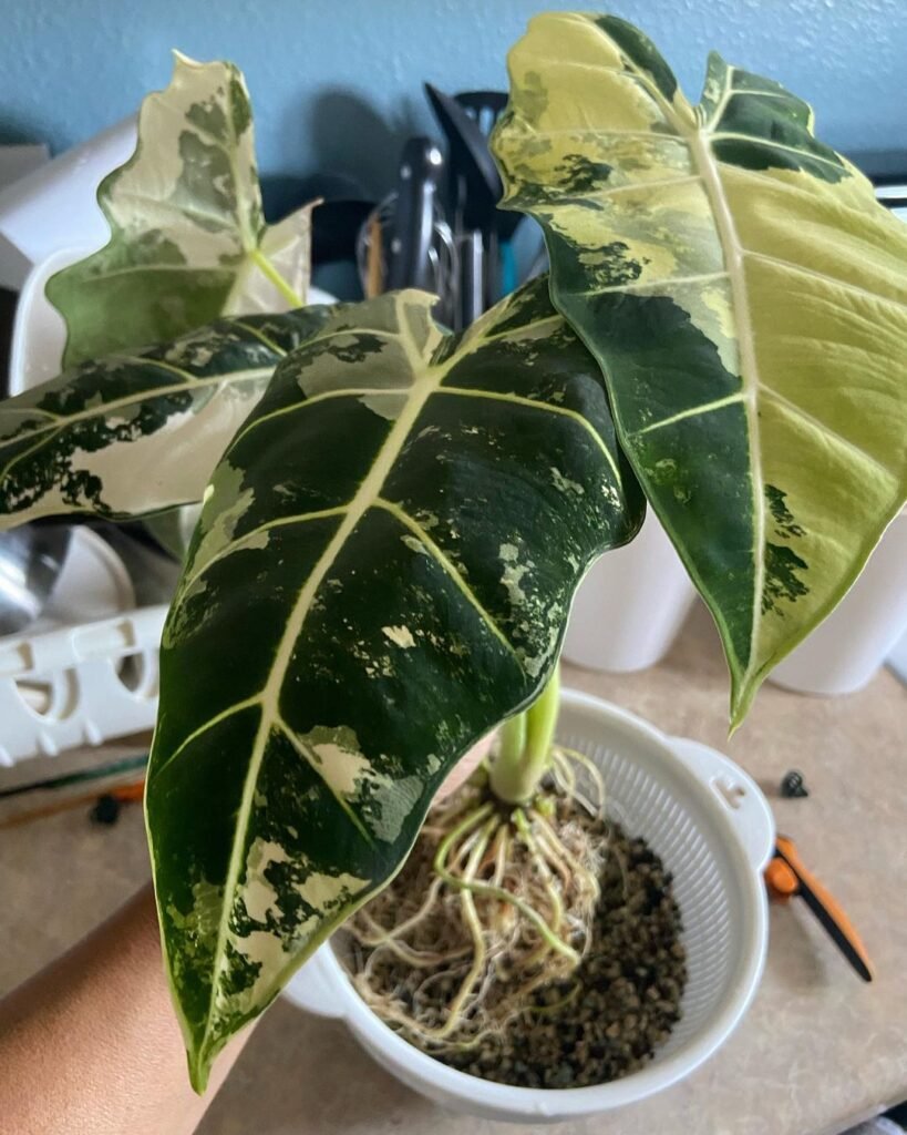 Gardening alocasia-frydek-Crown-and-Root-Problems-819x1024 How to Grow and Care for Alocasia Frydek