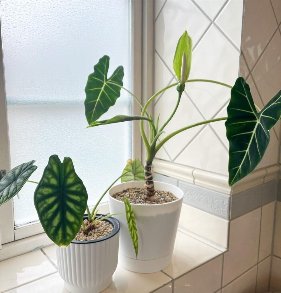 Gardening alocasia-frydek-Floor-Plant-981x1024 How to Grow and Care for Alocasia Frydek
