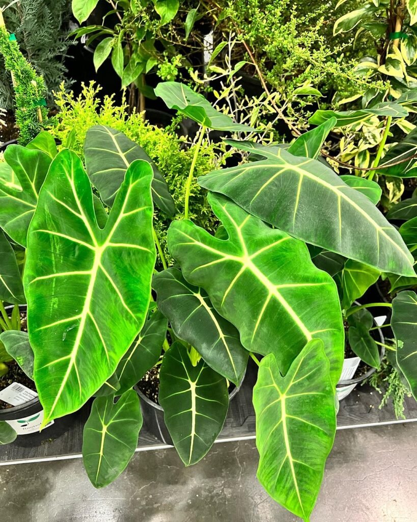Gardening alocasia-frydek-Garden-Centerpiece-819x1024 How to Grow and Care for Alocasia Frydek