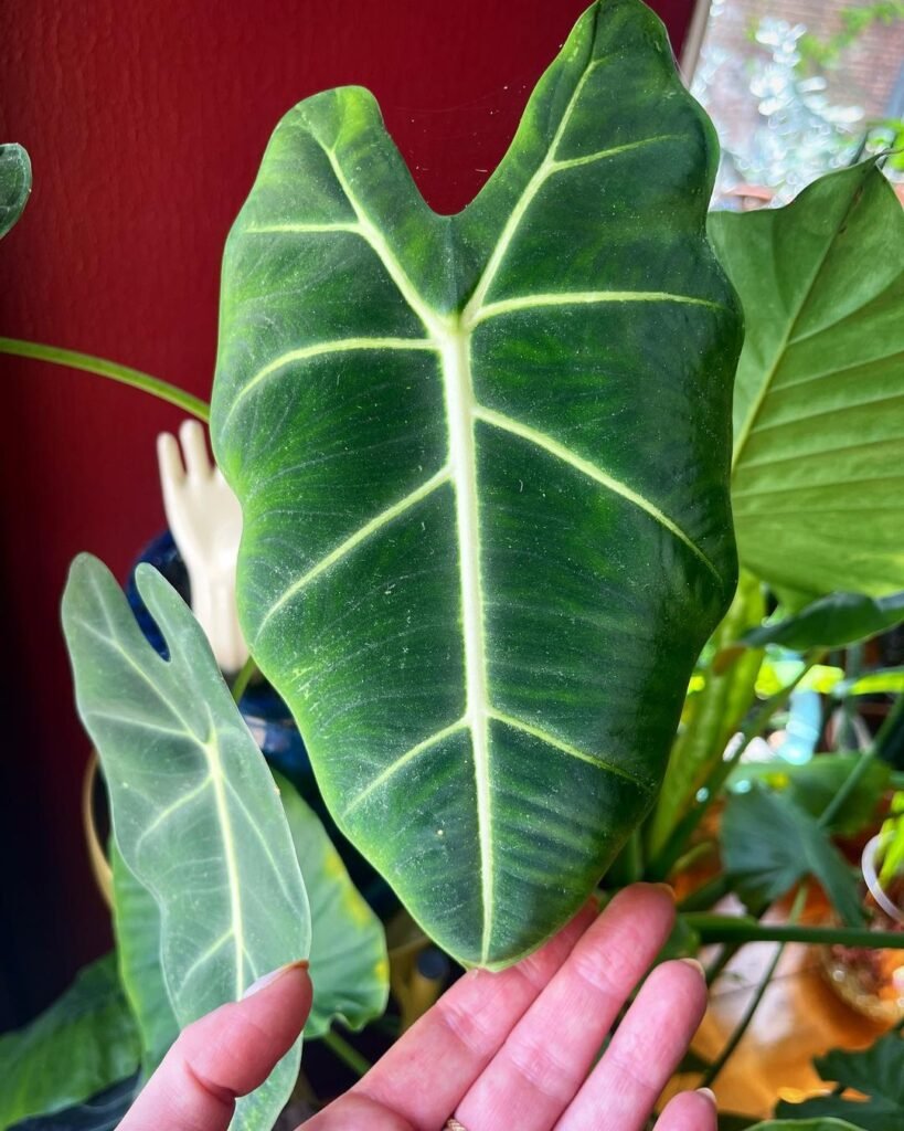 Gardening alocasia-frydek-Leaf-Problems-819x1024 How to Grow and Care for Alocasia Frydek