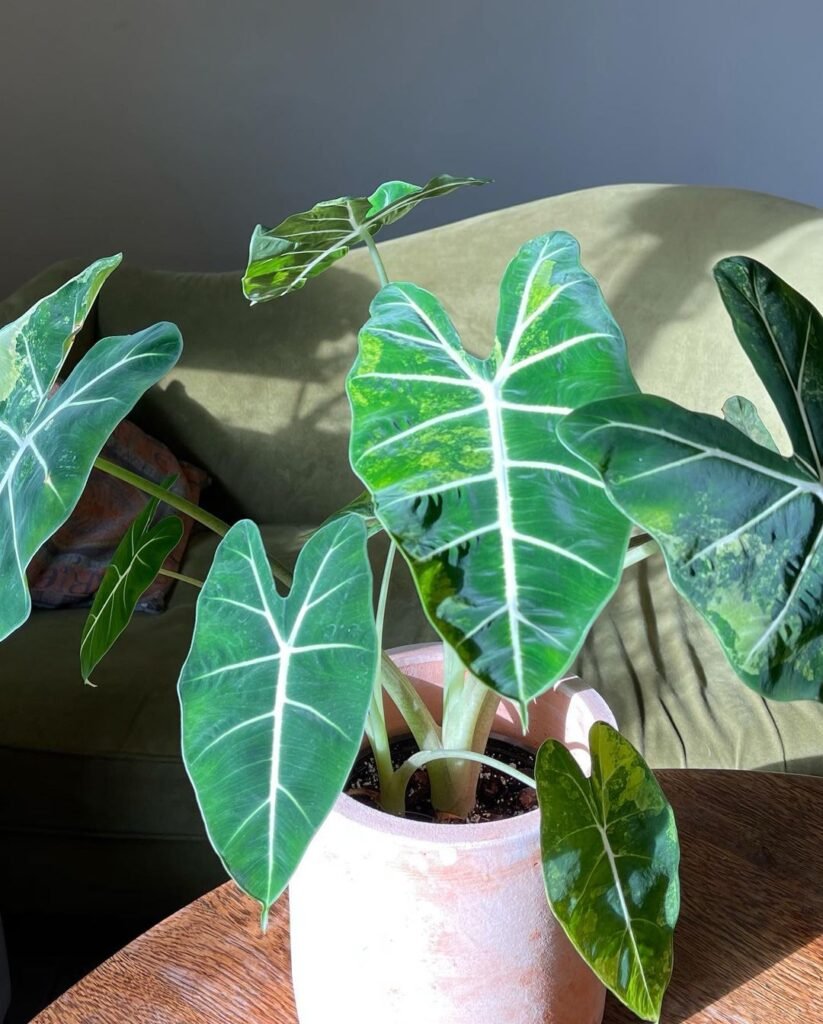 Gardening alocasia-frydek-Light-Requirements-823x1024 How to Grow and Care for Alocasia Frydek