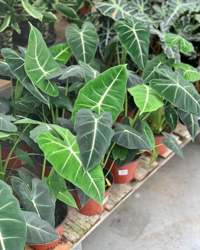 Gardening alocasia-frydek-Mixed-Planter-819x1024 How to Grow and Care for Alocasia Frydek
