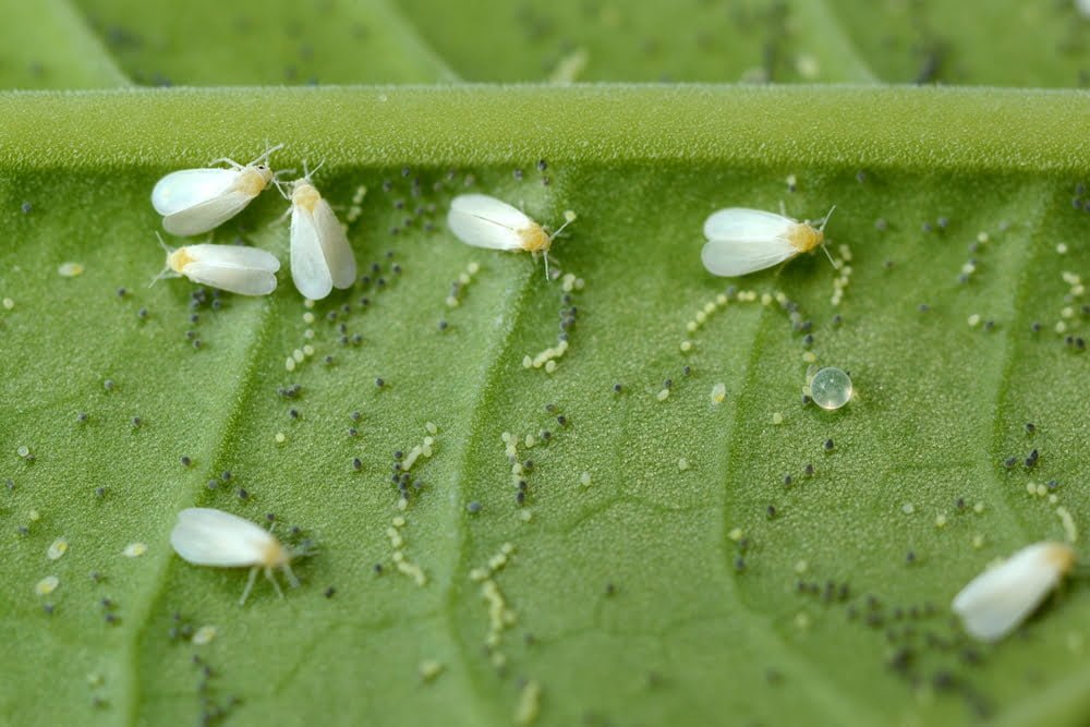 Gardening alocasia-frydek-Pests How to Grow and Care for Alocasia Frydek