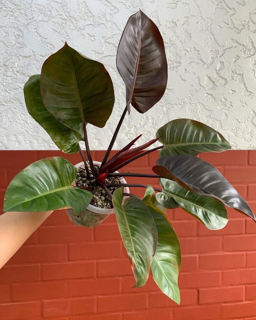 Gardening black-cardinal-819x1024 Philodendron 'Black Cardinal': Growing and Care Tips